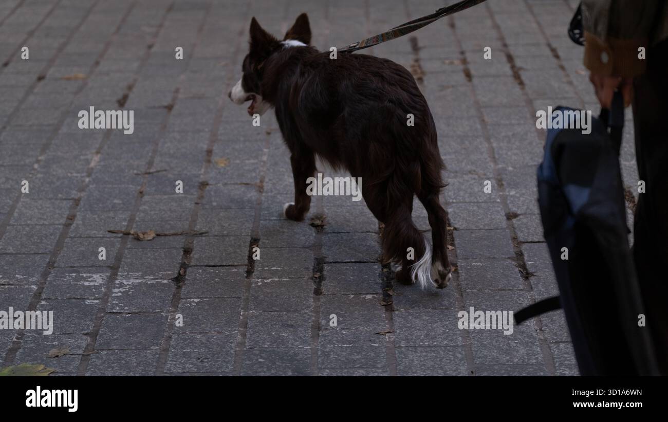 Un Border Collie marron et blanc marchant en laisse le long d'un trottoir pavé à côté de son propriétaire. Mode de vie urbain pour animaux de compagnie, promenade quotidienne et thème de compagnie. Banque D'Images