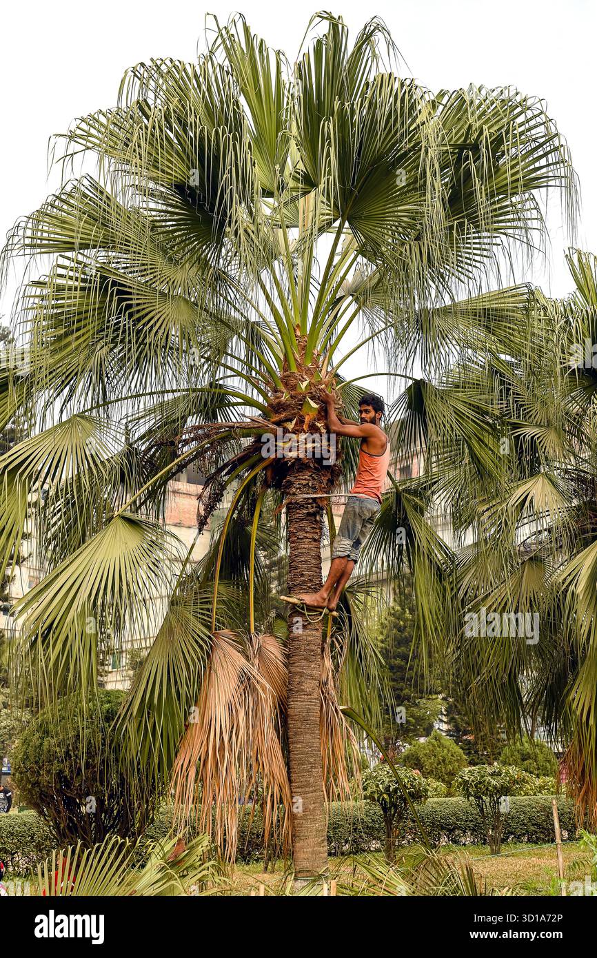 Homme grimpant un palmier pour l'entretien dans un cadre de jardin luxuriant Banque D'Images