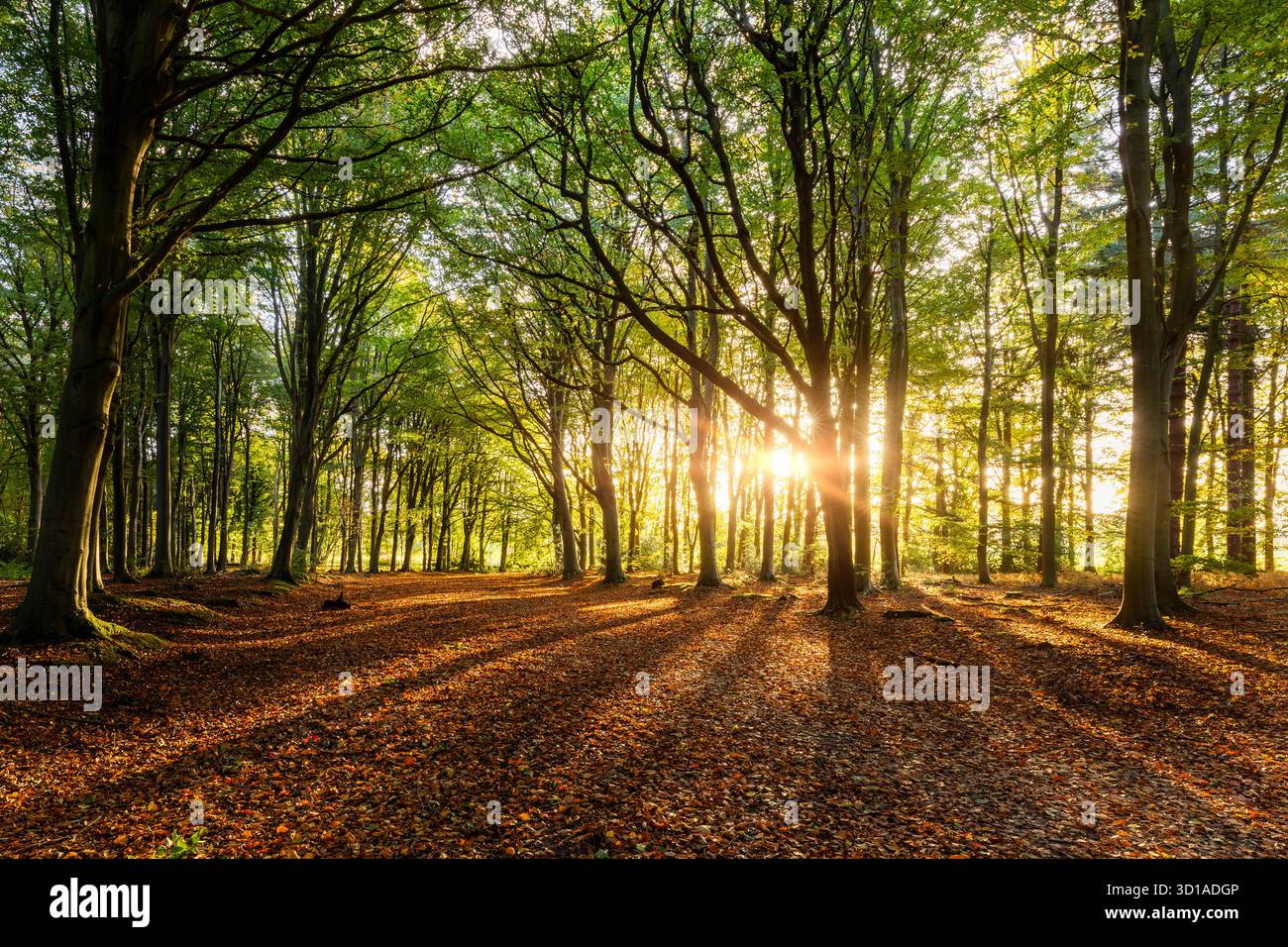 Forêt d'automne étonnante avec des rayons de soleil levant l'aube venant à travers les arbres des bois. Les ombres de long tronc d'arbre couvrent le paysage de feuilles mortes dorées Banque D'Images