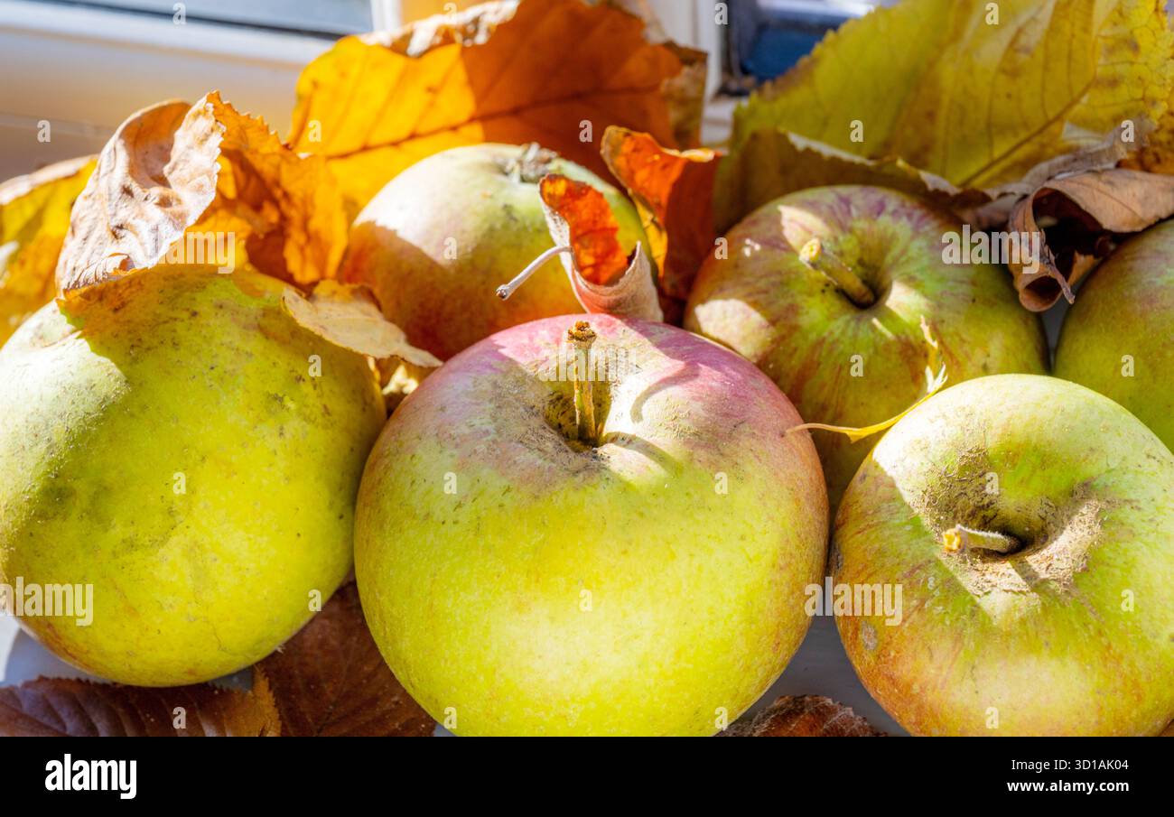 Délicieux vert automnal, mûr, fruits frais biologiques britanniques cultivés à la maison, à la lumière du soleil d'automne, prêt à manger ou à boire comme jus naturel sain. Juste recueilli f Banque D'Images