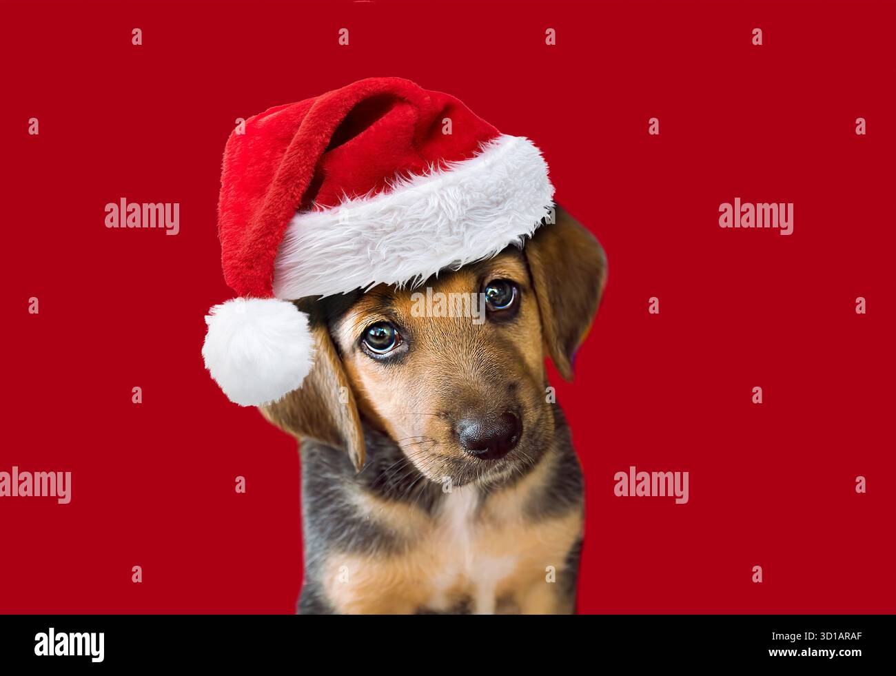 Chien chiot assis mignon dans un Noël - chapeau de Père Noël. Isolé sur fond rouge Banque D'Images