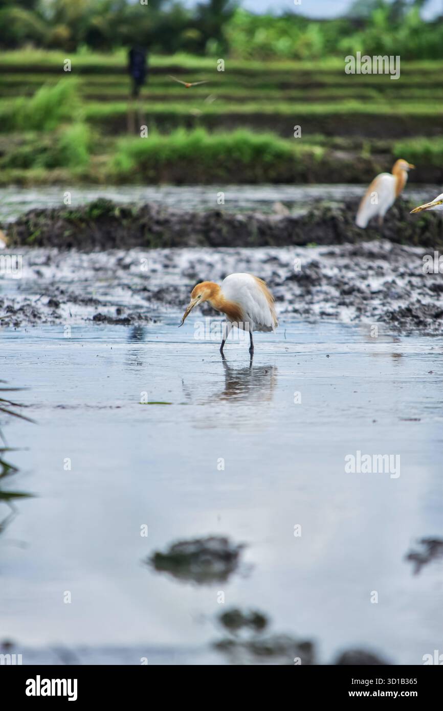 Une aigrette de bétail (alias Kuntul Kerbau – Kokokan) avec un cou orange attrape un ver dans une rizière à Ubud, tandis qu'une autre aigrette regarde à proximité. Banque D'Images