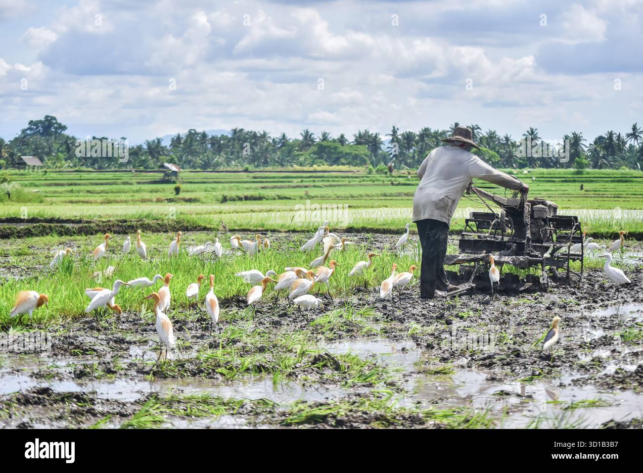 Un agriculteur pousse un tracteur dans une rizière boueuse, suivi par un grand troupeau d’aigrettes de bétail (alias Kuntul Kerbau – Kokokan) volant et marchant de près Banque D'Images