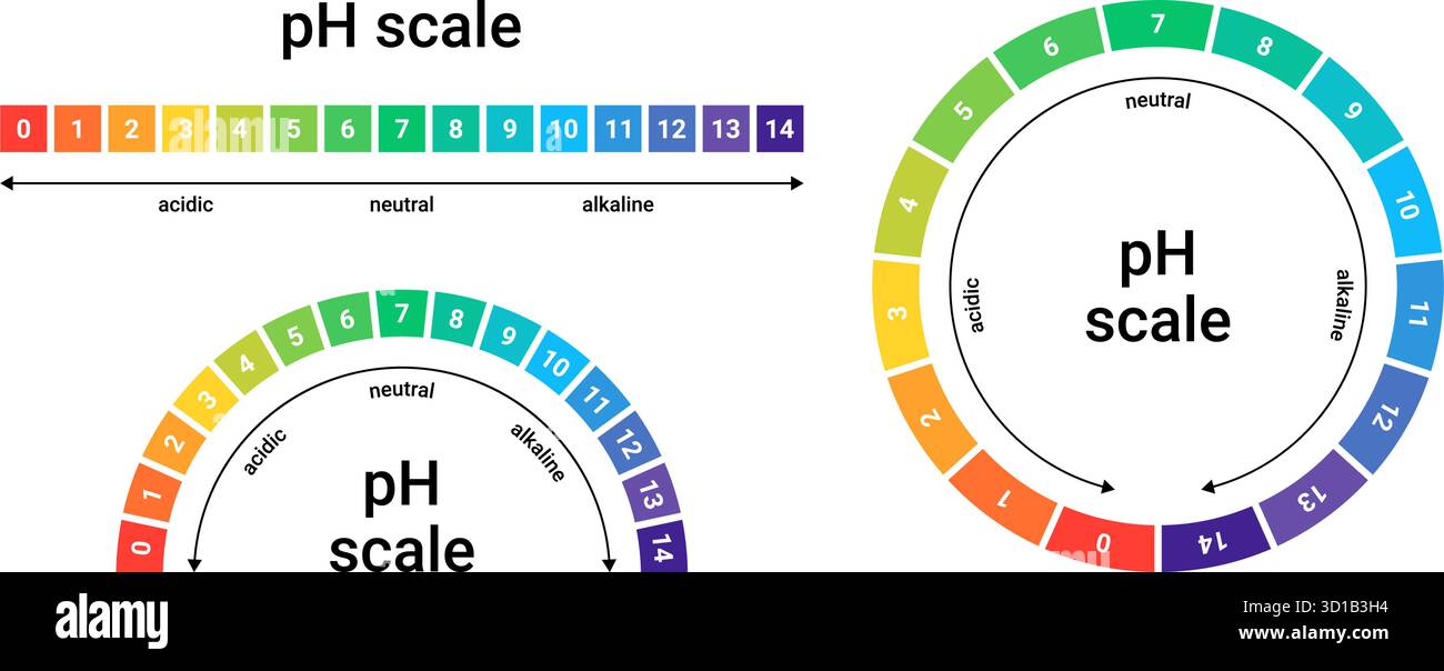 Echelle de pH de l'équilibre acide et alcalin. Valeur mesurée par un indicateur de test. Contrôle à l'aide de papier tournesol. Illustration de Vecteur