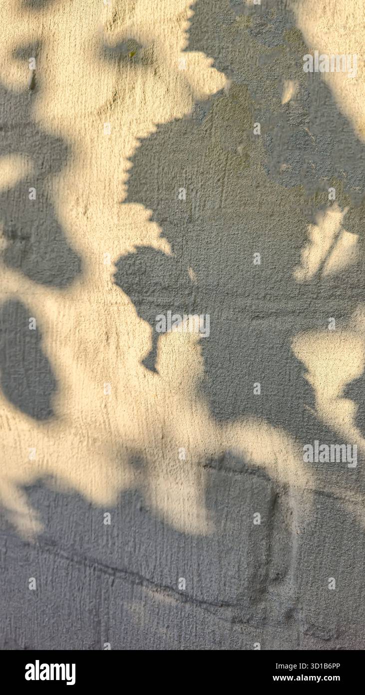 Une clôture ou un mur de béton avec une ombre projetée par des feuilles de raisin. Texture volumétrique. Arrière-plan clair. Ombres. Banque D'Images