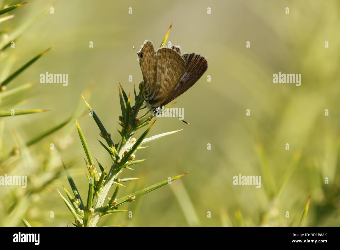 Rayé gris (Leptotes pirithous) sur le Gorse commun (Genista scorpius) avec Focus Stacking à San Antonio of Alcoy, Espagne Banque D'Images