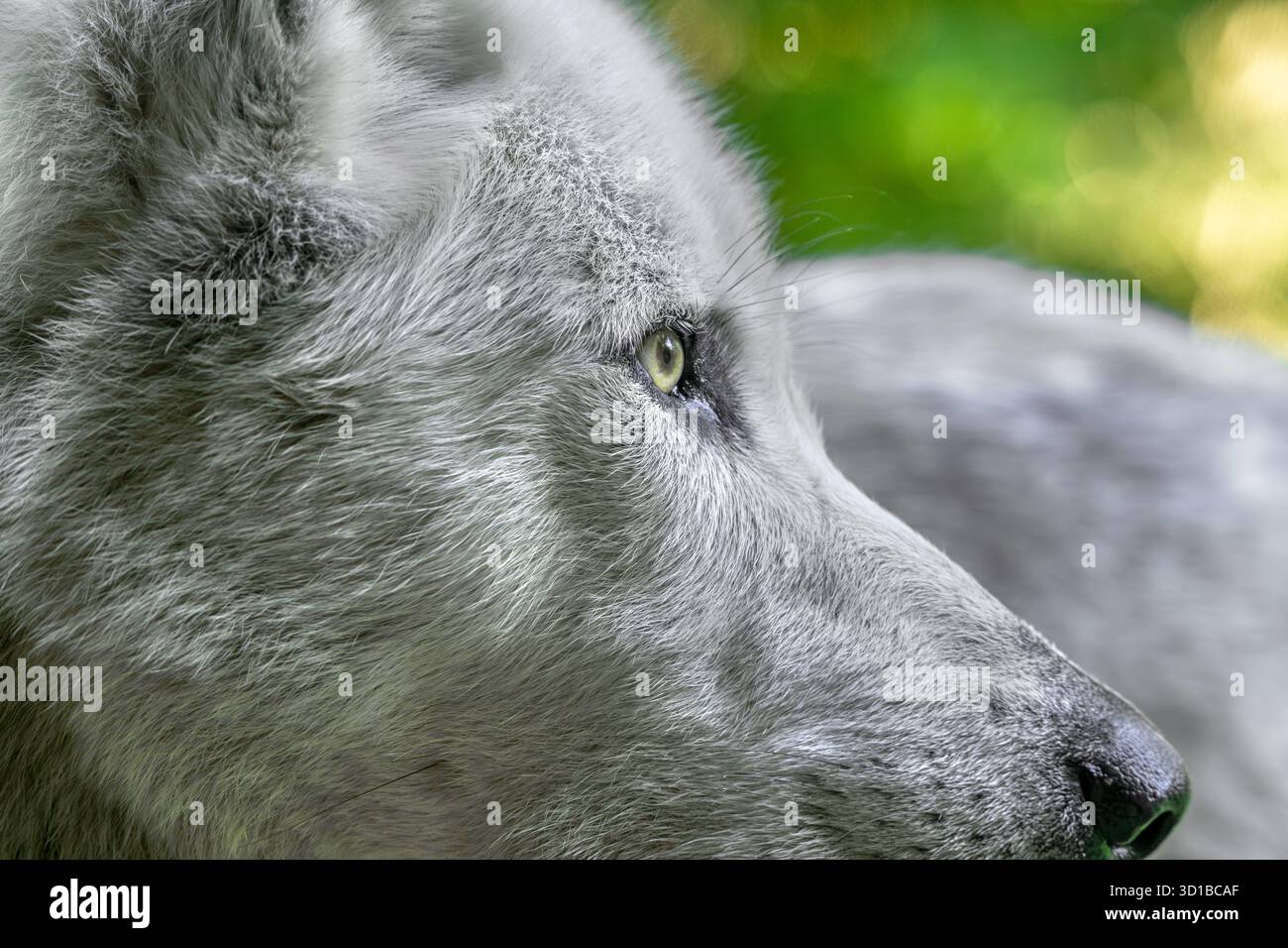 Portrait en gros plan du loup du Nord-Ouest / loup de la vallée du Mackenzie / canadien / loup à bois de l'Alaska (Canis lupus occidentalis) morphe blanc Banque D'Images