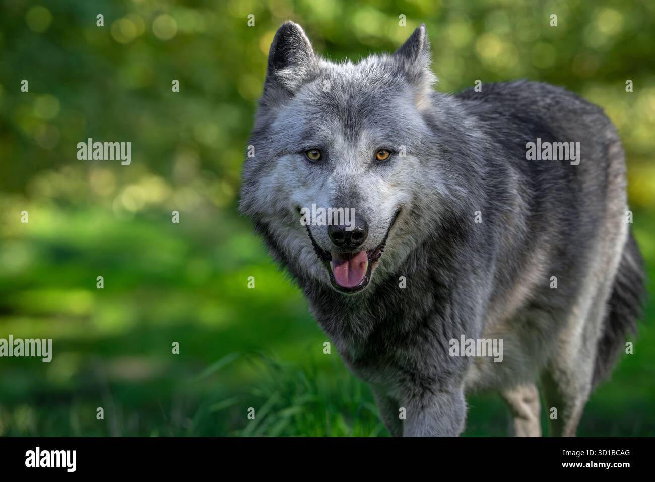 Portrait en gros plan du loup noir et blanc du Nord-Ouest / du loup de la vallée du Mackenzie / du Canada / de l'Alaska (Canis lupus occidentalis) en forêt Banque D'Images