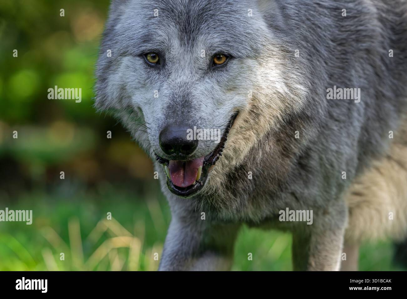 Portrait en gros plan du loup noir et blanc du Nord-Ouest / du loup de la vallée du Mackenzie / du Canada / de l'Alaska (Canis lupus occidentalis) en forêt Banque D'Images