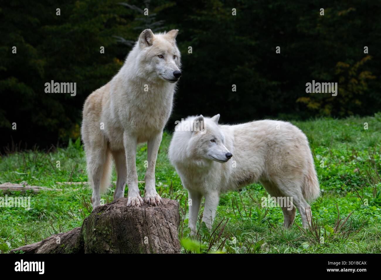Deux loups arctiques / loups blancs / loups polaires (Canis lupus arctos) au zoo, espèce de loup originaire de la toundra de l'extrême-Arctique du Canada Banque D'Images
