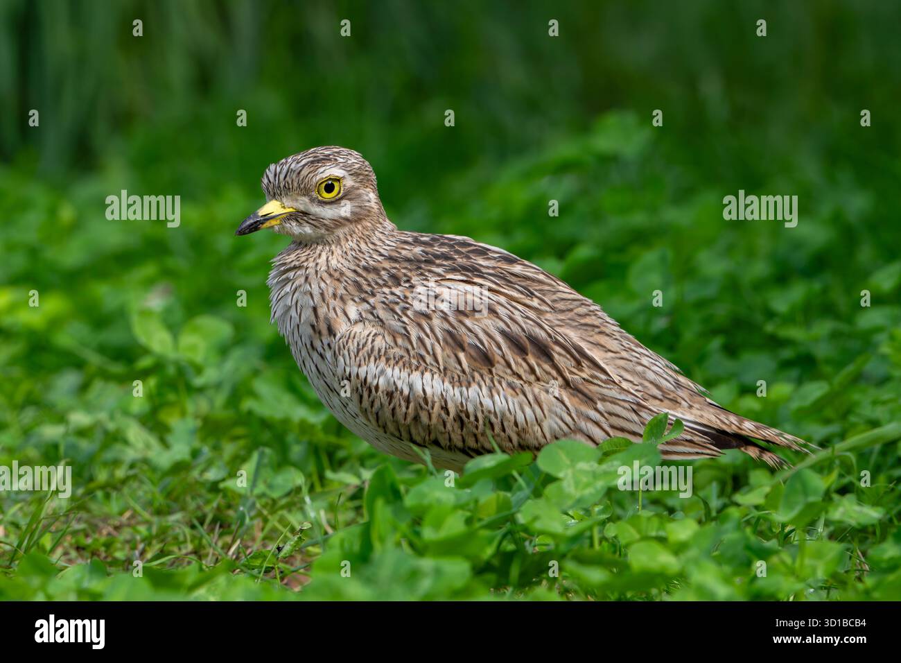 Portrait eurasien de curlis de pierre / Eurasien de genou épais (Burhinus oedicnemus) Banque D'Images