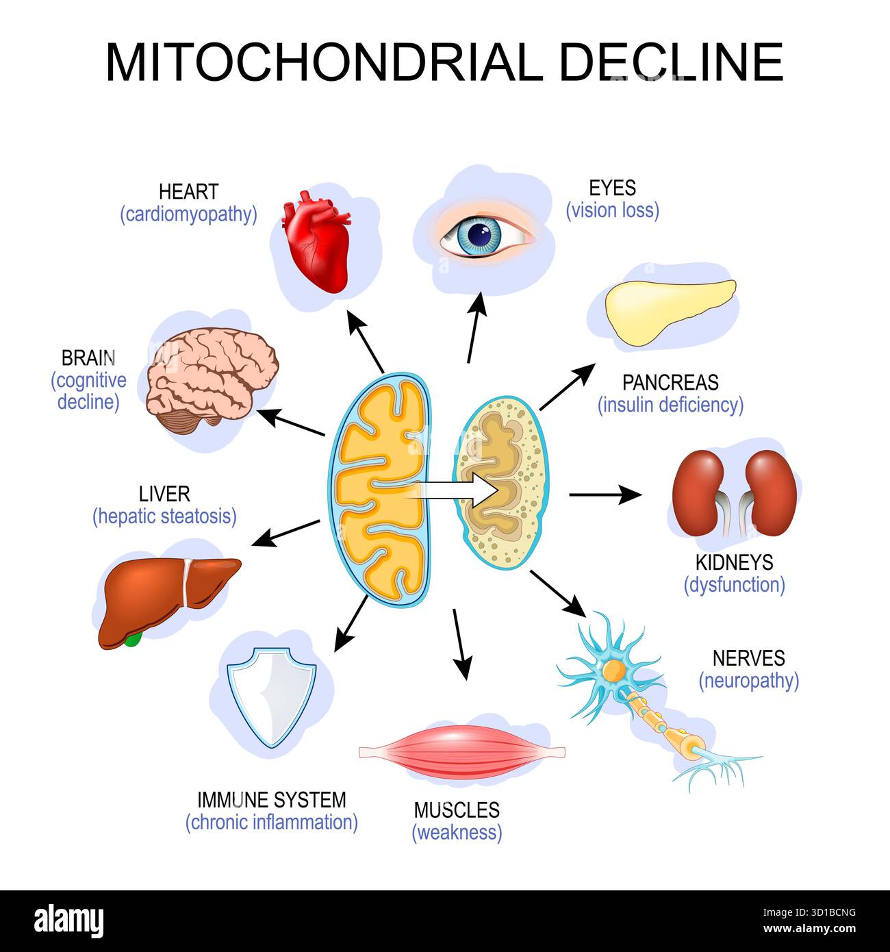 Systèmes affectés par le déclin mitochondrial. Sénescence cellulaire. Illustration vectorielle Illustration de Vecteur