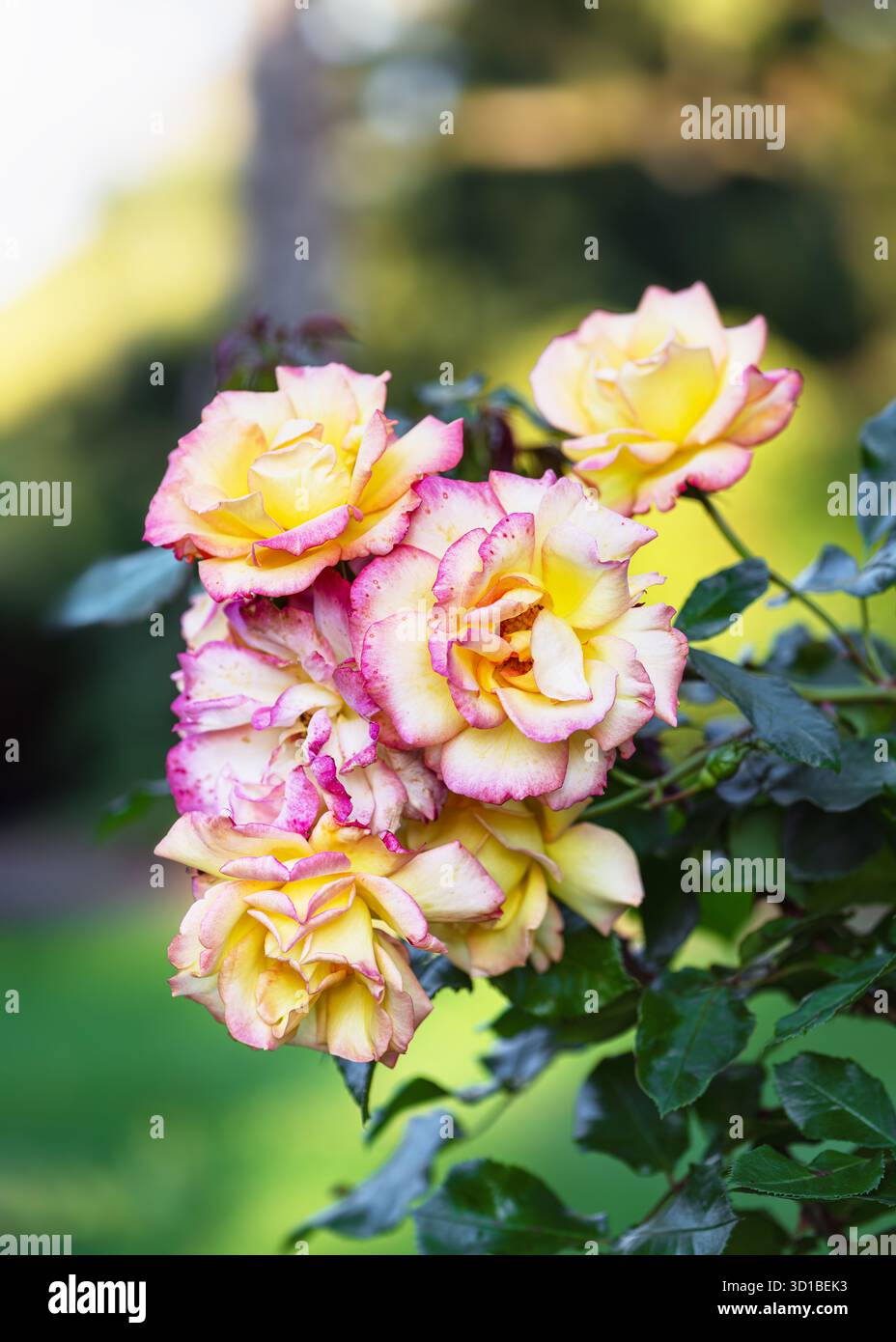 Belle grappe de roses jaunes et roses en pleine floraison à la lumière du soleil naturelle sur un fond vert doux. Banque D'Images