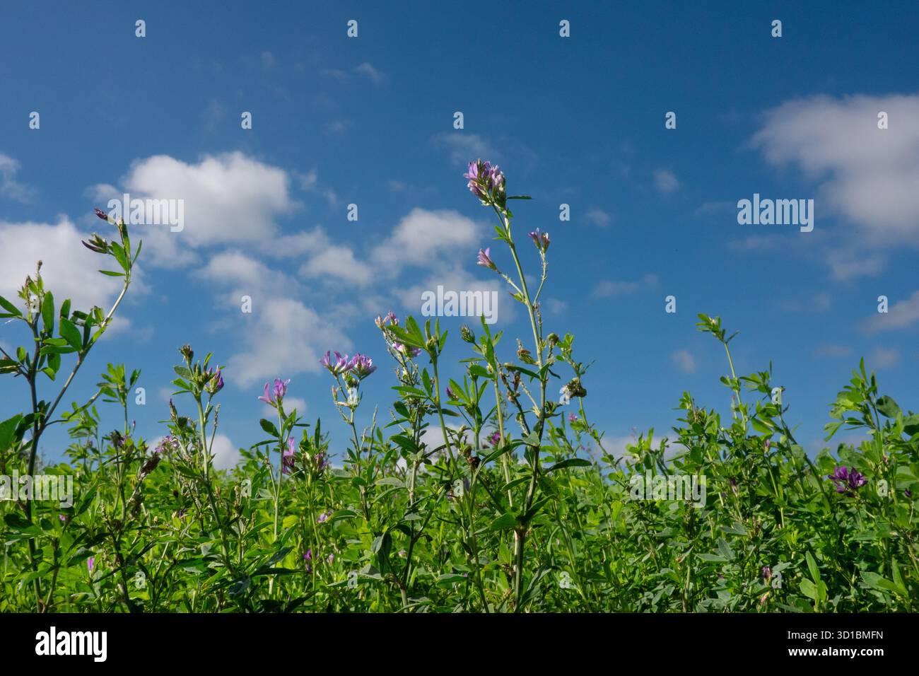 Luzerne fleurissant sous un ciel bleu, vu sous un angle bas Banque D'Images