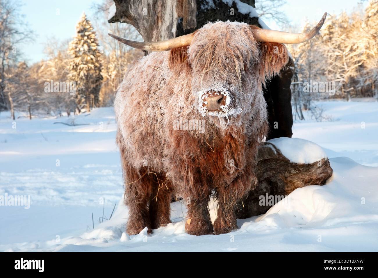 Boeuf taureau en hiver. Scottish Highland Cattle - l'une des races les plus anciennes et les plus dures au monde. Ils peuvent résister à un temps extrêmement froid. Banque D'Images