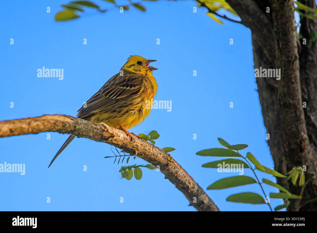 Le jaune (Emberiza citrinella) chante bruyamment Banque D'Images