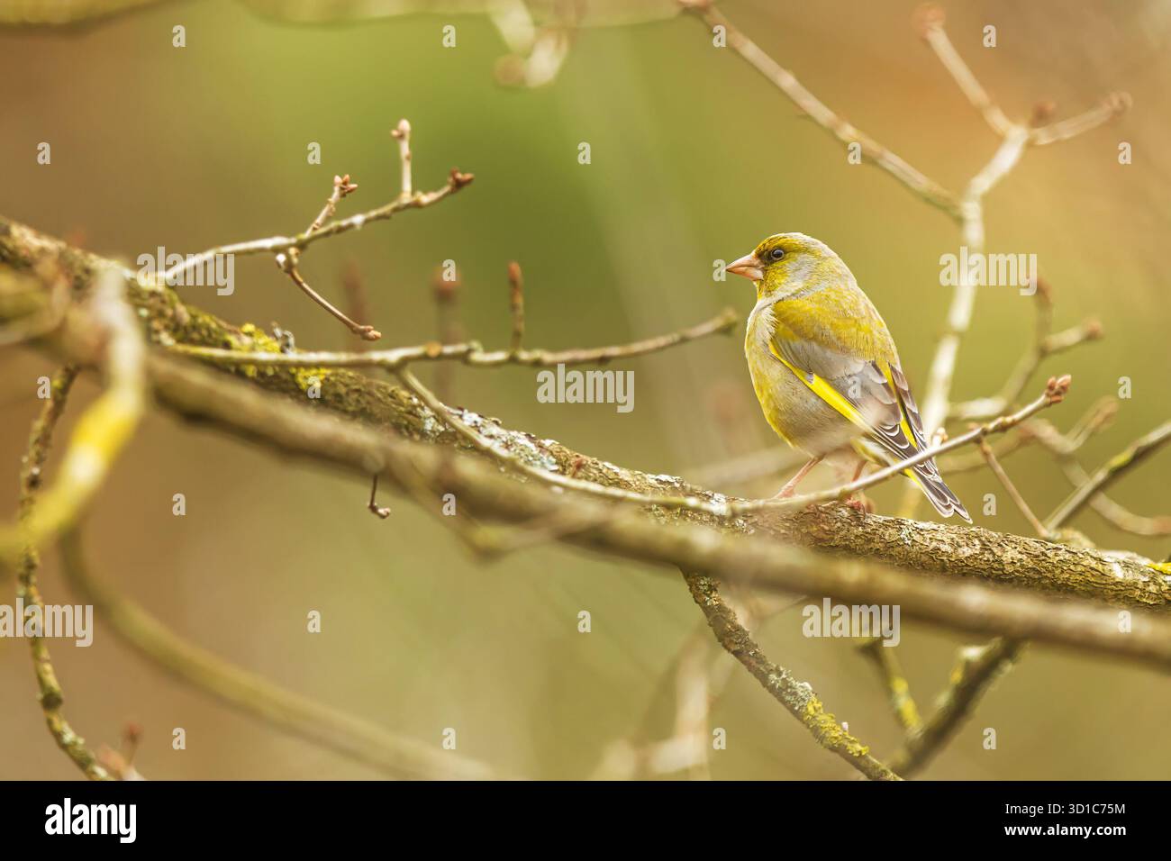 Femelle européenne greenfinch, Carduelis chloris sur un buisson sans feuilles Banque D'Images