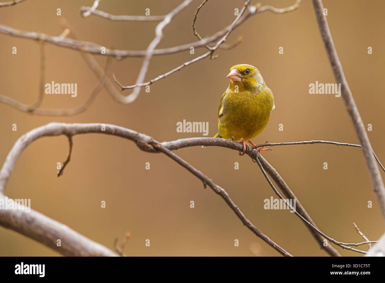 Femelle européenne greenfinch, Carduelis chloris sur un buisson sans feuilles Banque D'Images