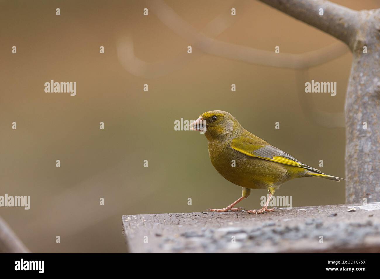 Femelle européenne greenfinch, Carduelis chloris sur un buisson sans feuilles Banque D'Images