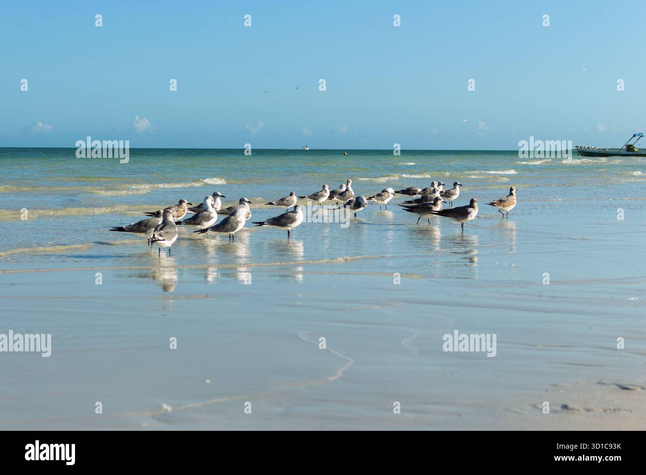 Groupe de mouettes debout sur l'eau peu profonde à la plage tropicale avec la mer calme et le ciel bleu, paysage de la faune côtière représentant la nature, la liberté Banque D'Images