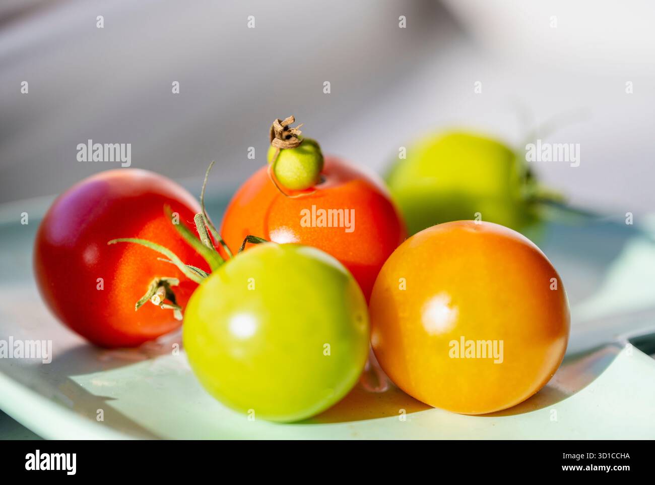 Saine et pleine saveur, fraîchement cueillies, petites tomates rouges et vertes biologiques, sont placées sur un seuil de veuve exposé au sud ensoleillé d'une maison domestique en Eng Banque D'Images