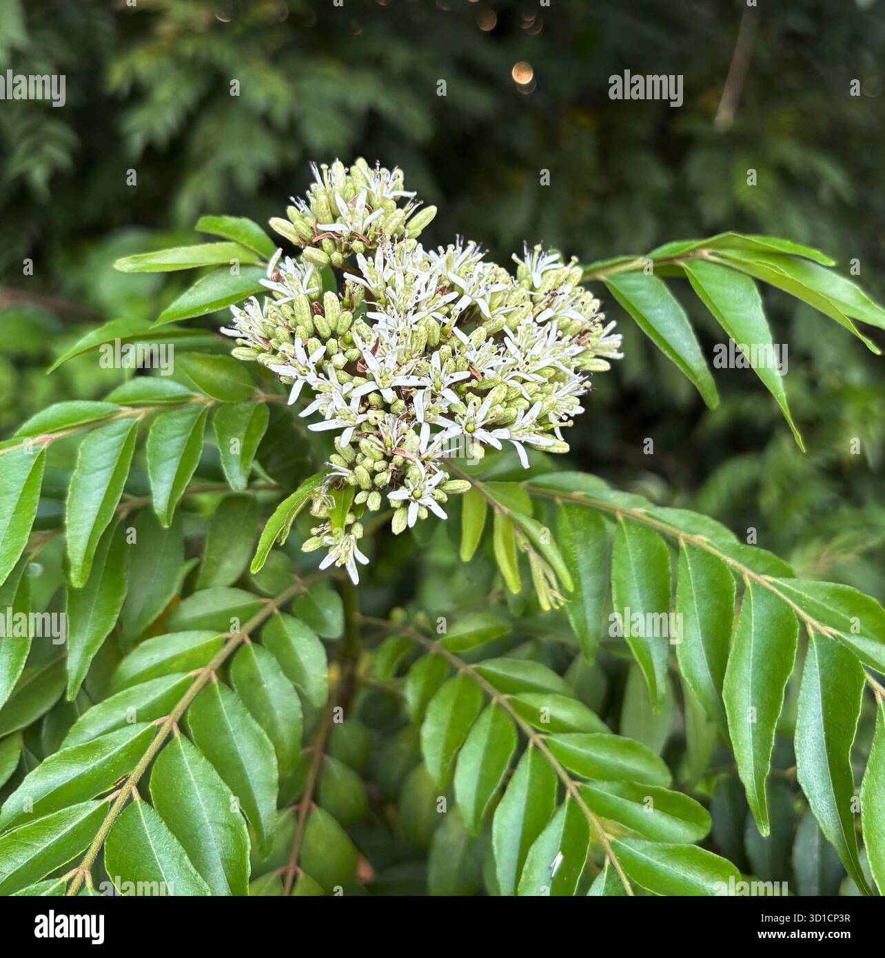 Arbre à feuilles de curry en fleurs (Murraya koenigii) - Image de stock capturée avec un smartphone