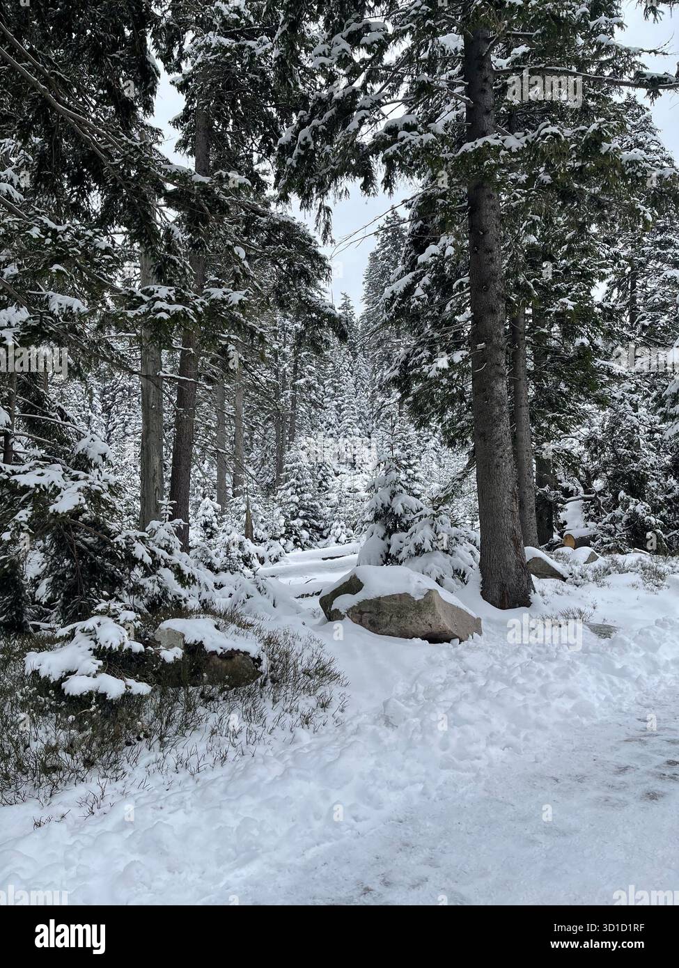 Scène sereine de pays des merveilles hivernales dans une forêt de conifères avec de grands pins et de grands rochers couverts de neige fraîche et profonde, créant une couverture de blanc - Image de stock capturée avec un smartphone
