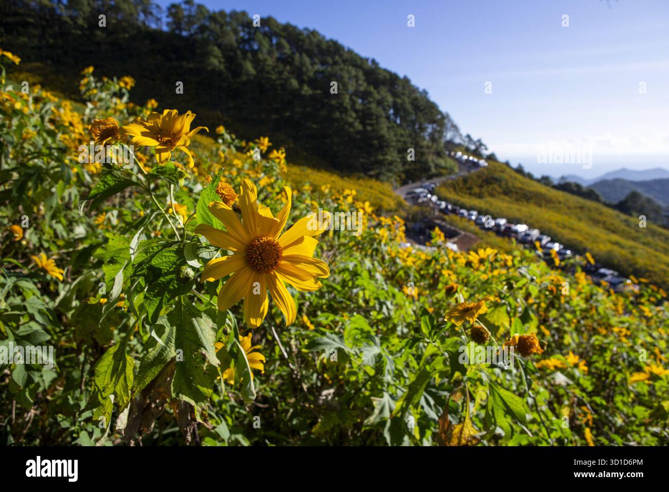 Champ de fleurs jaunes s'étendant à travers le paysage de montagne, scène extérieure de la nature. La vie végétale verte prospère sous la journée ensoleillée, floraison vibrante le long des sinueux Banque D'Images