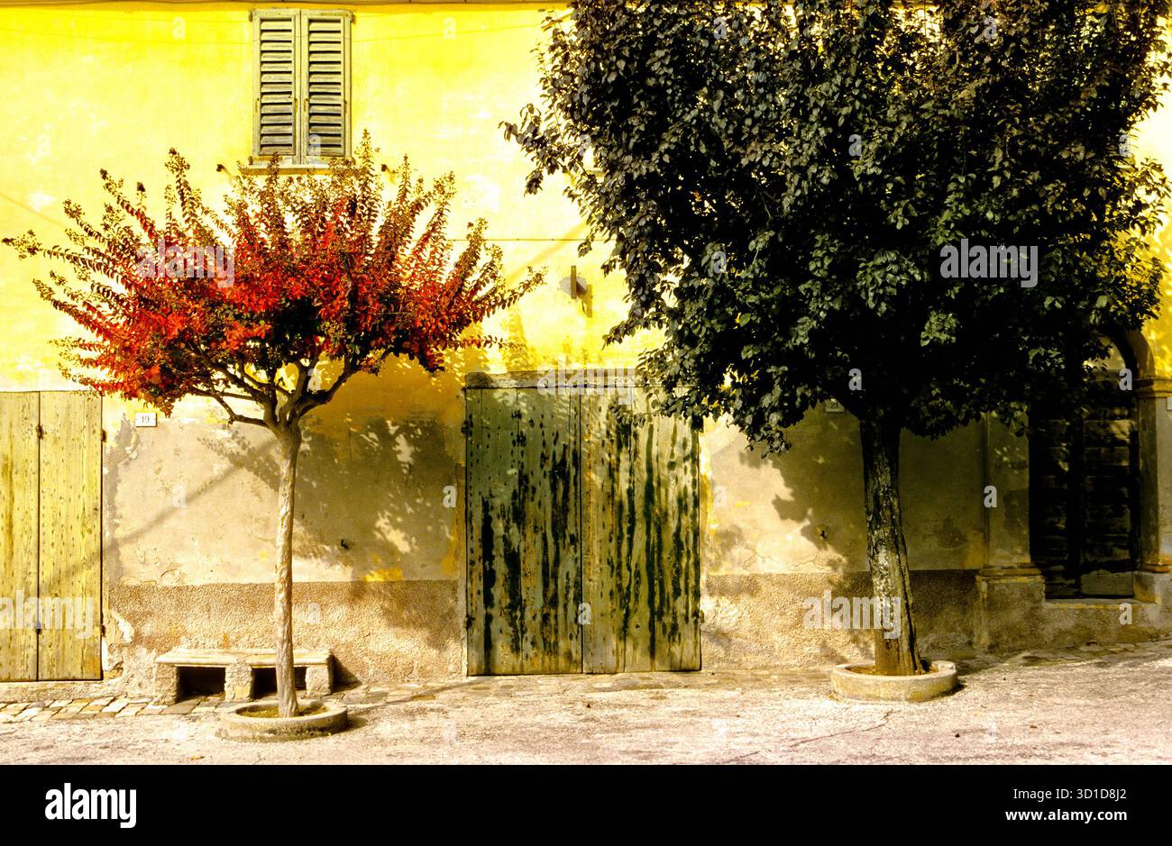 Myrte (Kreppmyrte Lagerstroemia indica), Toscane, Italie. Banque D'Images