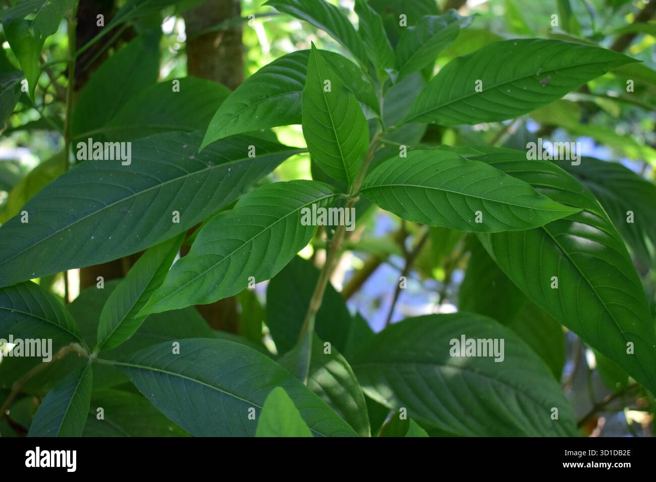 Justicia adhatoda - noix de Malabar (Vasaka), une plante médicinale puissante Banque D'Images