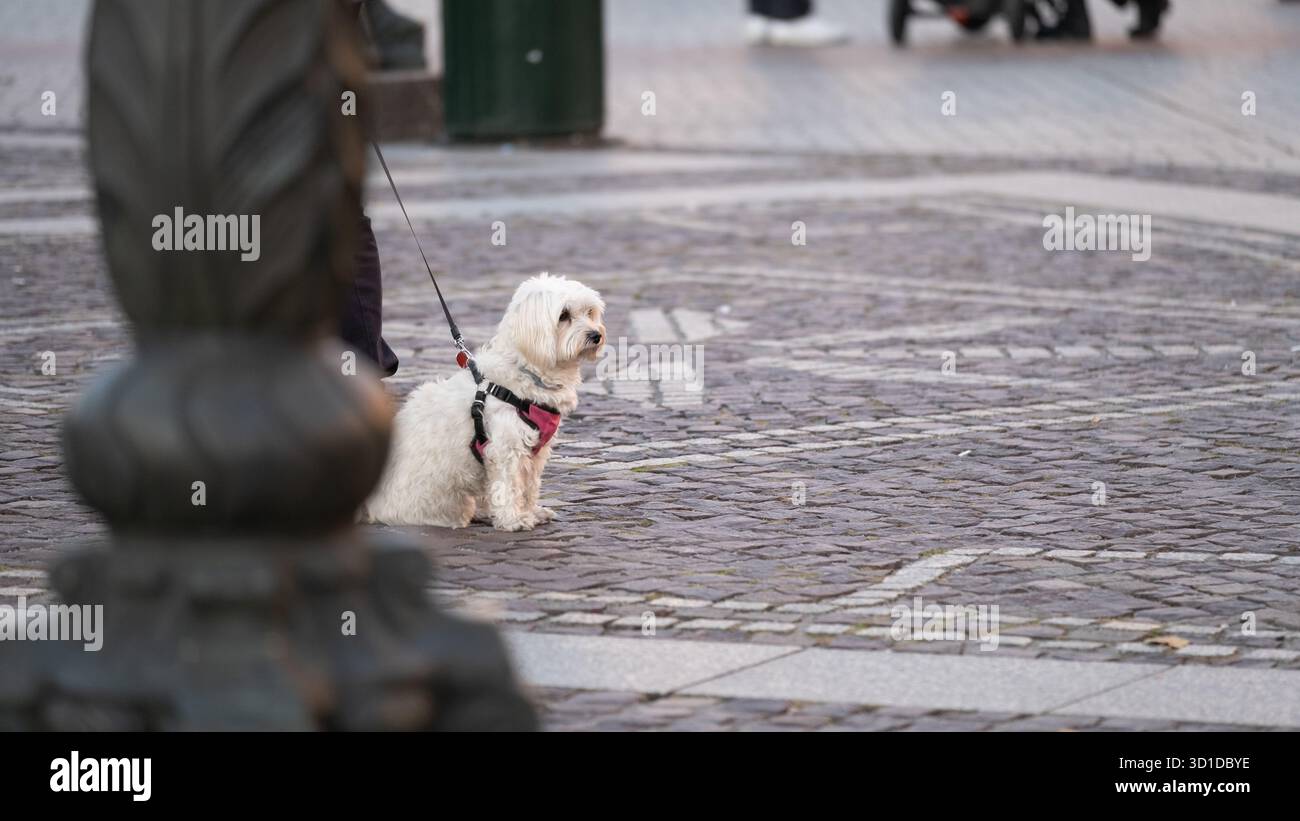 Mignon petit chien blanc en laisse debout sur une rue pavée dans la ville. L'image capture un moment calme lors d'une promenade et symbolise le soin des animaux de compagnie, Banque D'Images