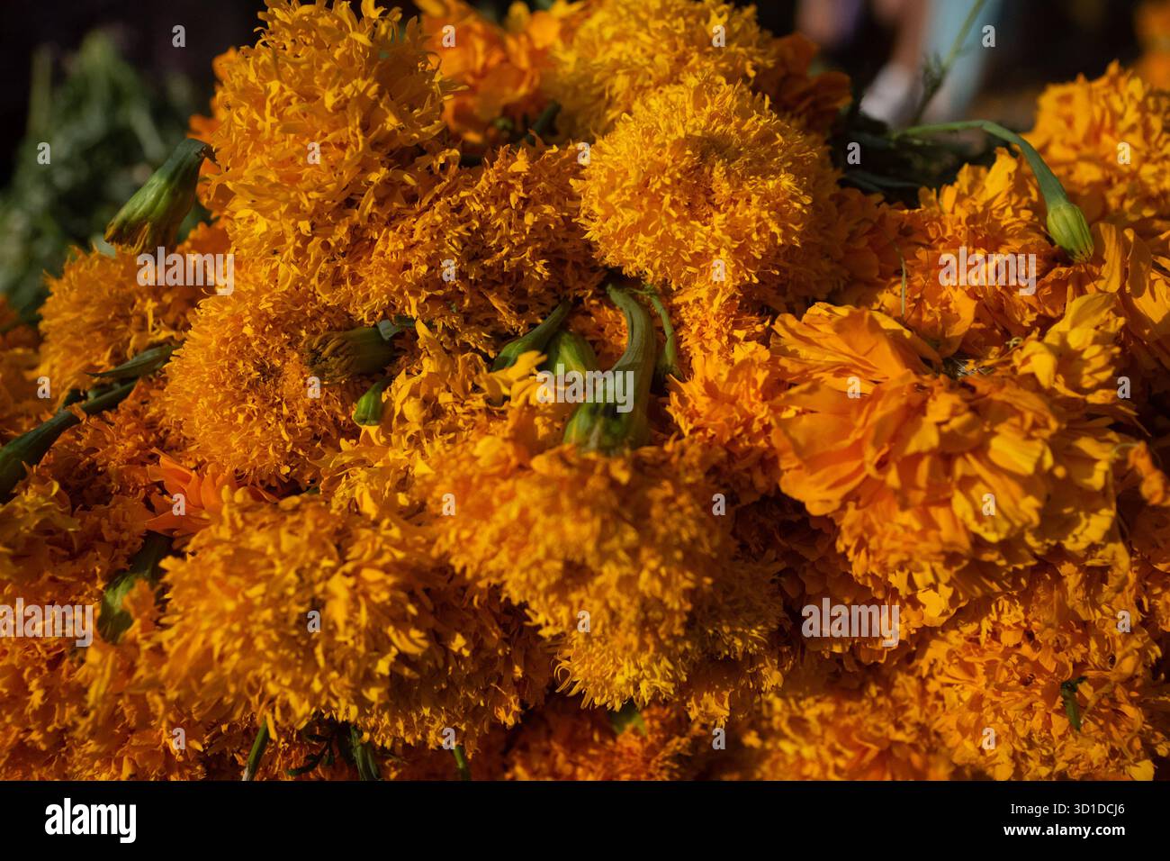 Vente de fleurs de Cempasuchil et de carton pour le jour des morts vendeurs au marché de la Jamaïque offrent des fleurs de Cempasuchil pour décorer des offrandes pour les célébrations du jour des morts. Le 26 octobre 2025 à Mexico, Mexique. Mexico CDMX Mexique Copyright : xMarcoxGonzalezx Banque D'Images