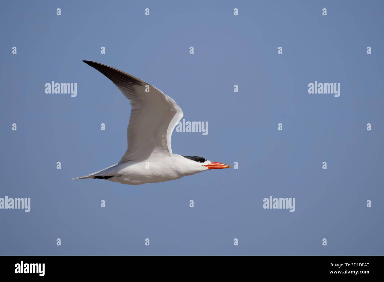 Terne Caspienne en vol à Walvis Bay Namibie Banque D'Images