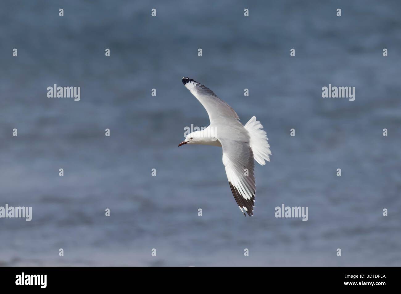 La mouette de Hartlaub en vol à Walvis Bay Namibie Banque D'Images