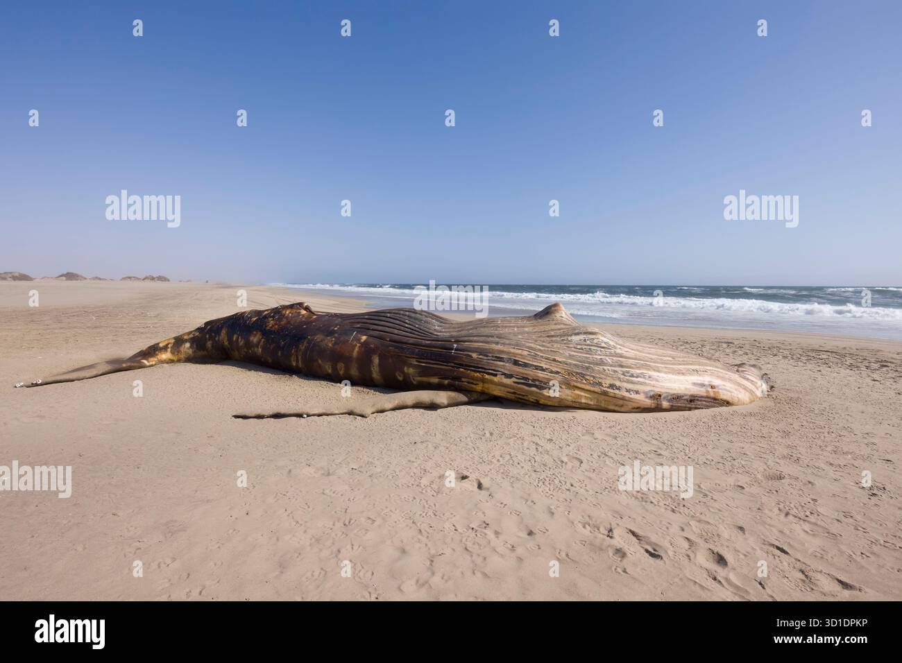 Baleine à bosse échouée à Sandwich Harbour près de Walvis Bay Namibie Banque D'Images