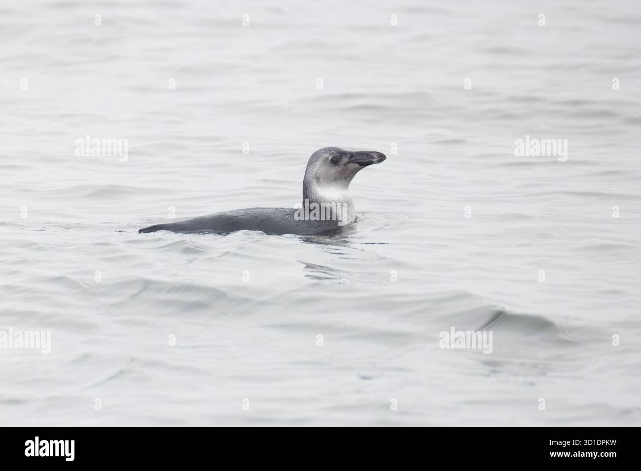 Pingouin Jackass juvénile nageant dans la mer au large de Walvis Bay Namibie Banque D'Images