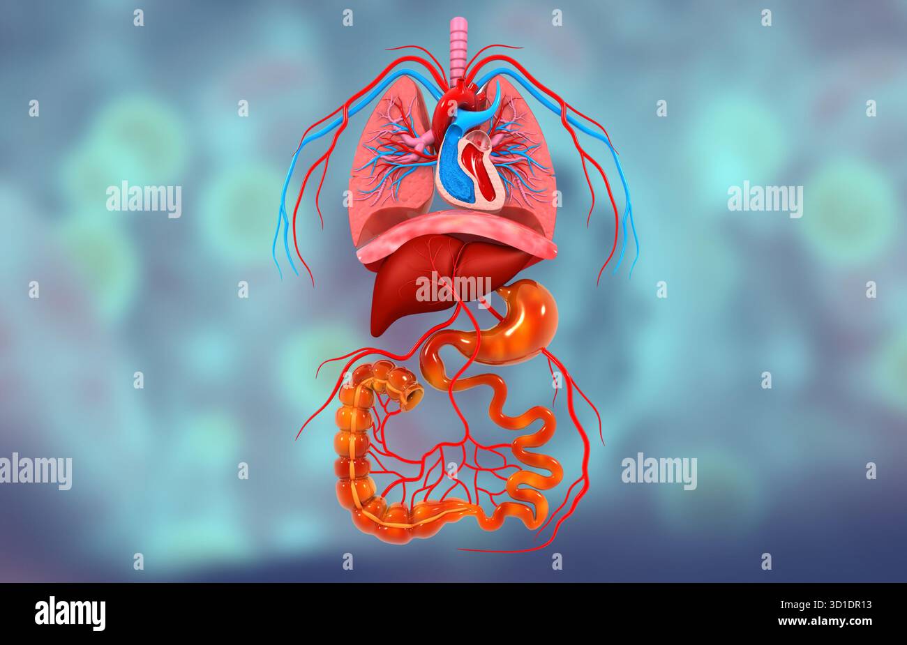 Anatomie des organes internes humains sur fond médical. illustration 3d. Banque D'Images
