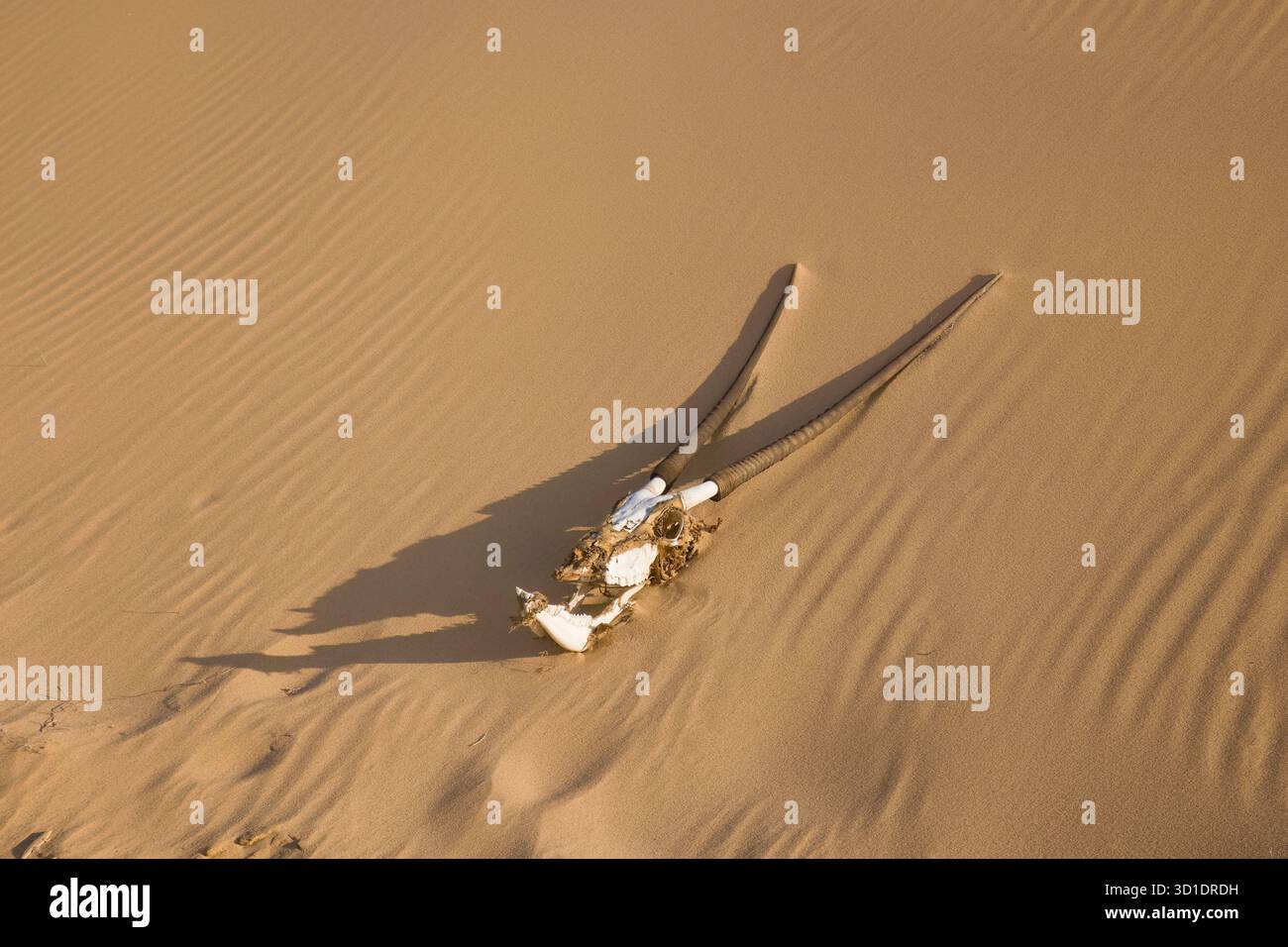 Oryx Skull dans les dunes de sable à Sandwich Harbour près de Walvis Bay Namibie Banque D'Images