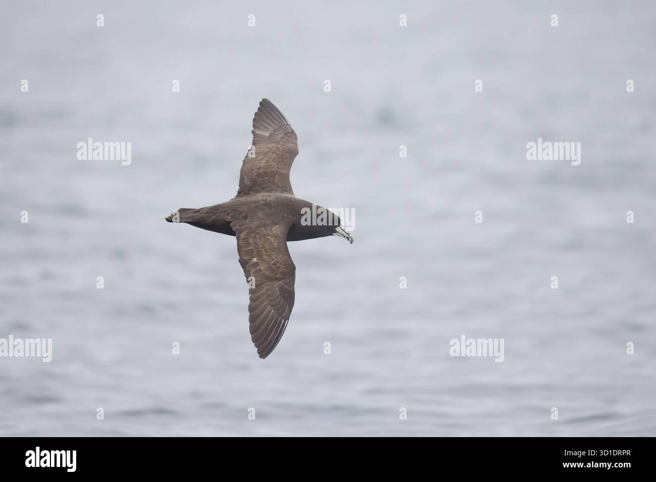 Petrel blanc-chiné volant au-dessus de la mer de Walvis Bay Namibie Banque D'Images