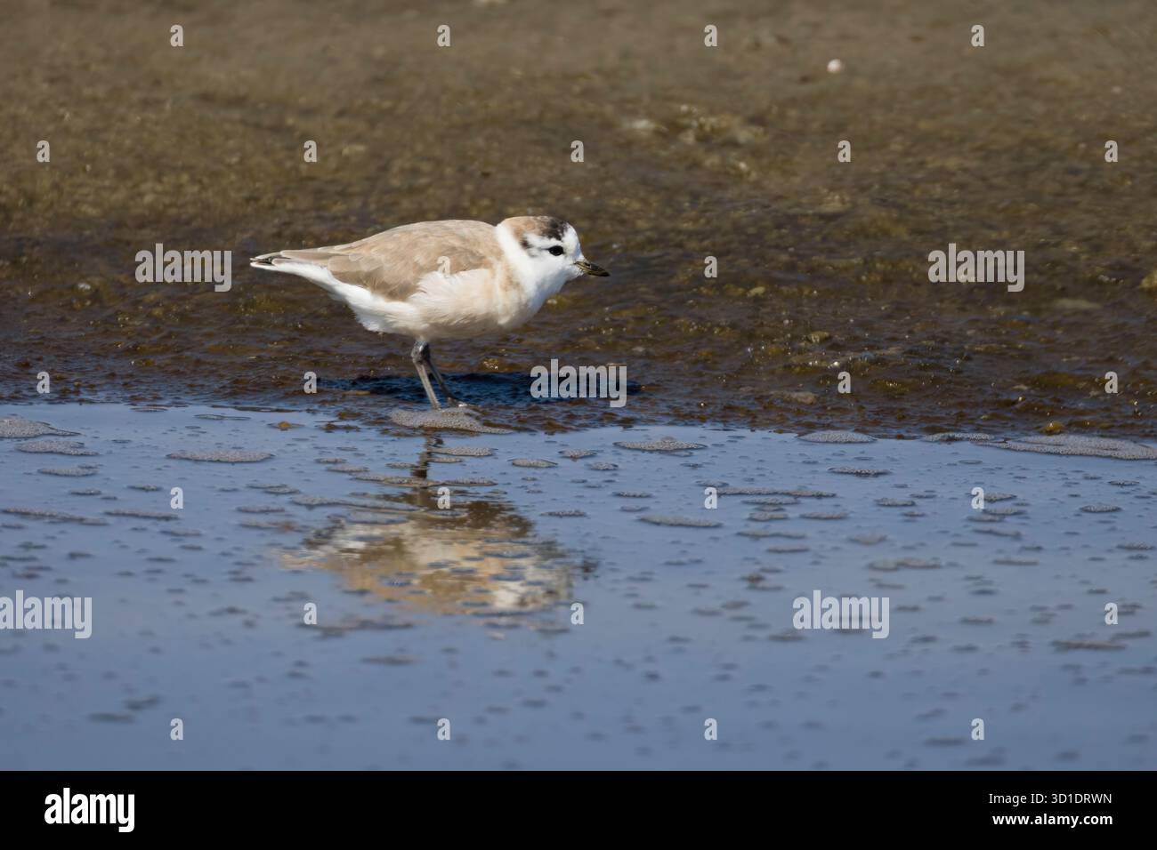 Pluvier à fronts blancs dans les marais salants de Walvis Bay Namibie Banque D'Images