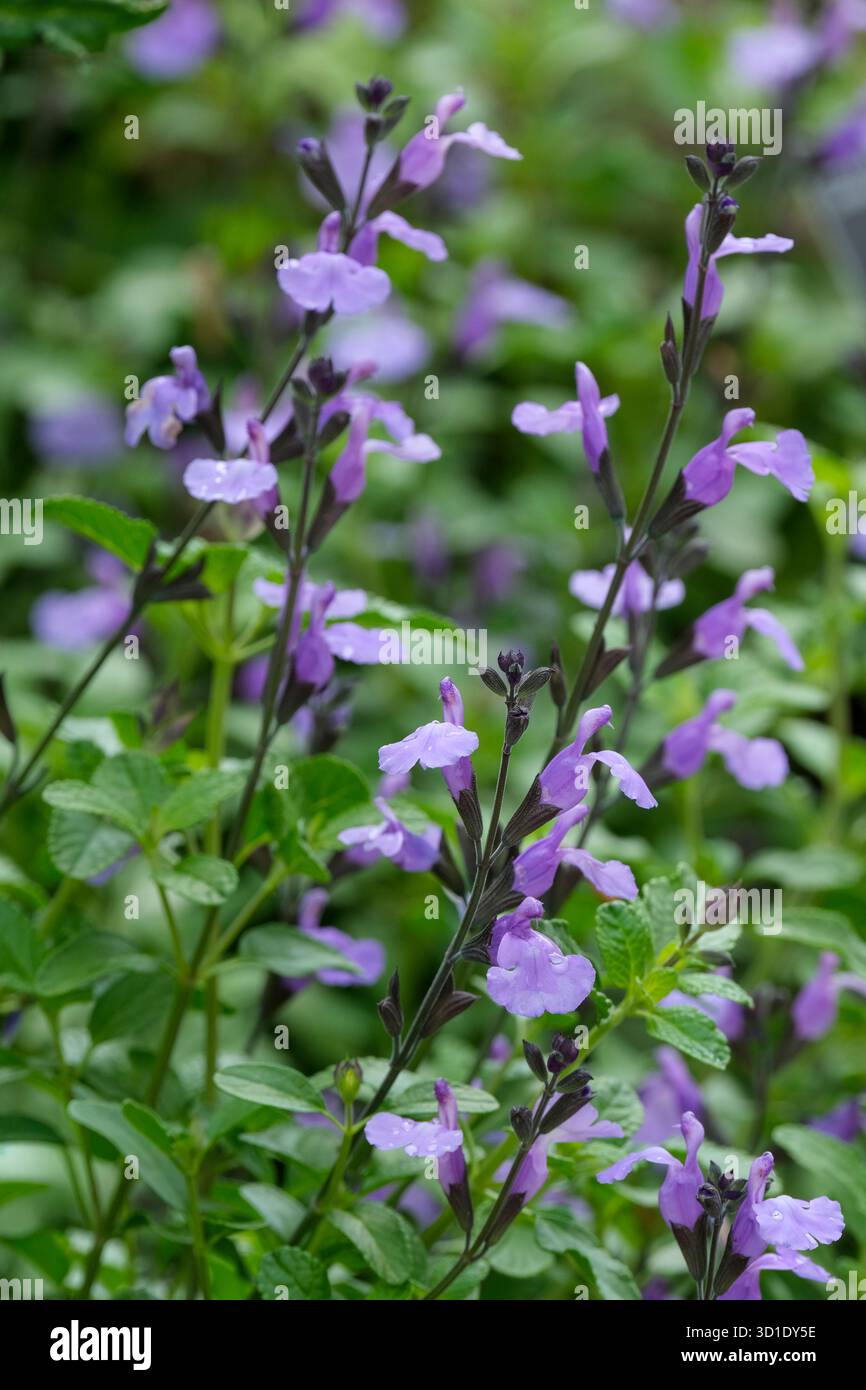 Salvia SoCool Bleu pâle, sauge SoCool Bleu pâle, fleurs à lèvres bleu lilas pâle tenues sur calices violets Banque D'Images