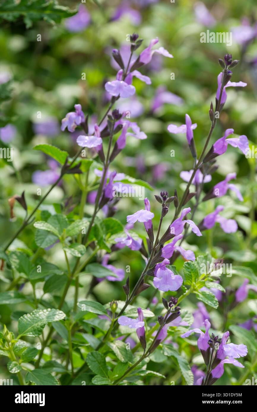 Salvia SoCool Bleu pâle, sauge SoCool Bleu pâle, fleurs à lèvres bleu lilas pâle tenues sur calices violets Banque D'Images