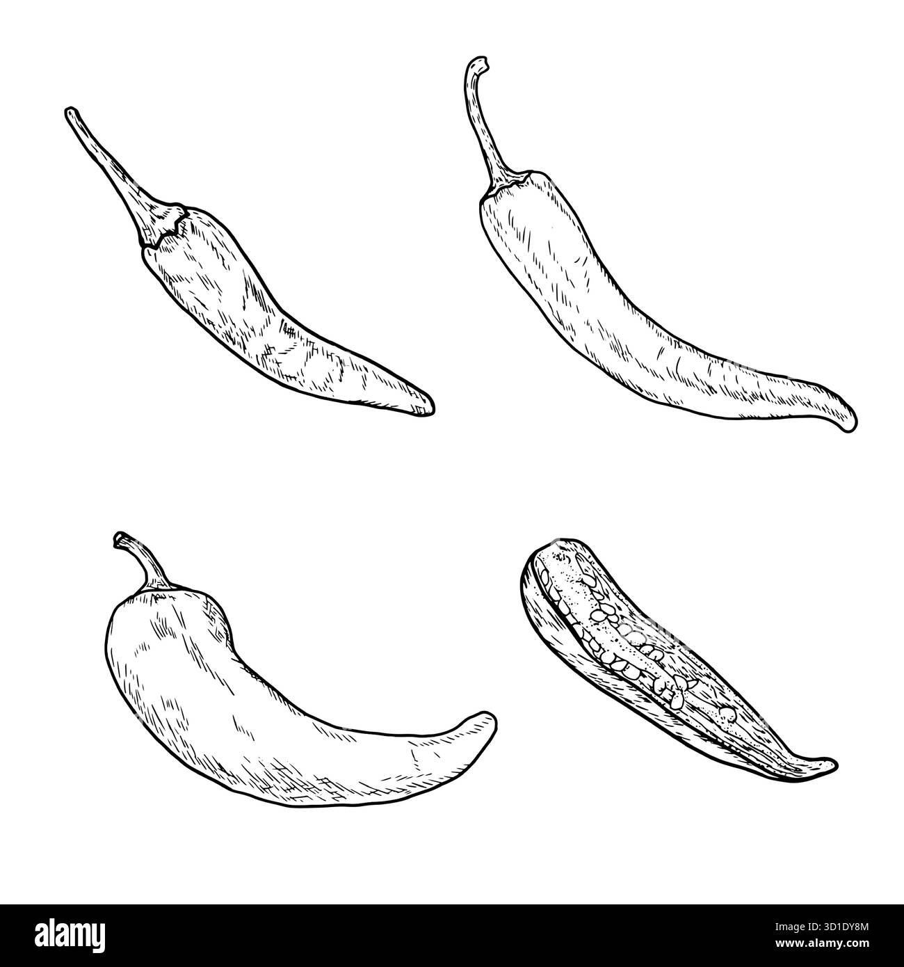 Piment fort, Chili, croquis noir et blanc. Illustration vectorielle. Les légumes frais de la ferme sont tranchés, isolés sur un fond blanc. Le thème de HEA Illustration de Vecteur