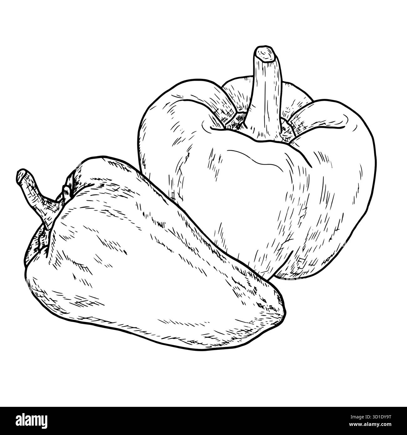 Poivron, dessin simple, croquis noir et blanc. Illustration vectorielle. Légumes frais de la ferme, isolés sur un fond blanc. Le thème de la santé Illustration de Vecteur