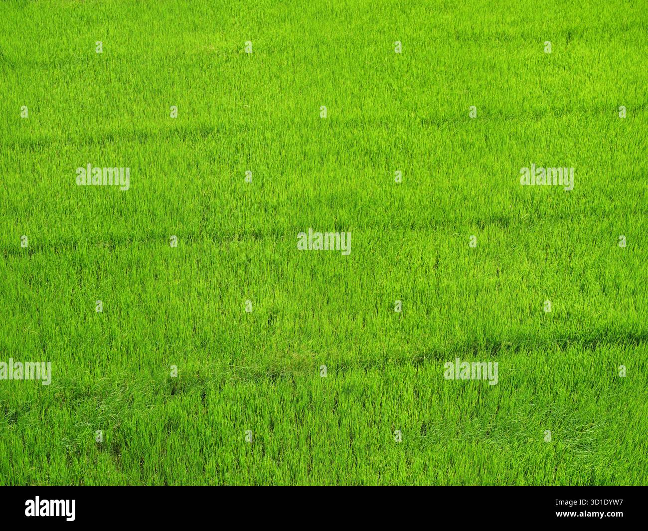 Vue aérienne du champ de plantes de riz vert dans l'eau sur terre, culture céréalière en tropical, rural en Thaïlande Banque D'Images