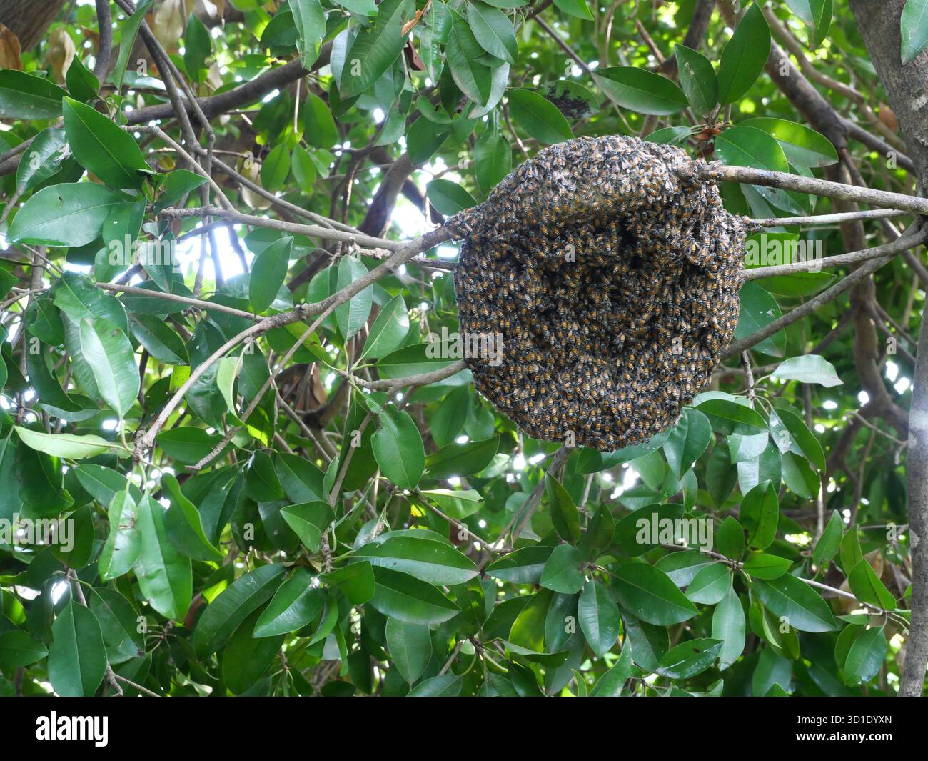 Groupe d'abeilles mellifères naines rouges sur ruche sur branche d'arbre avec des feuilles vertes en arrière-plan, participation sociale des abeilles mellifères Banque D'Images