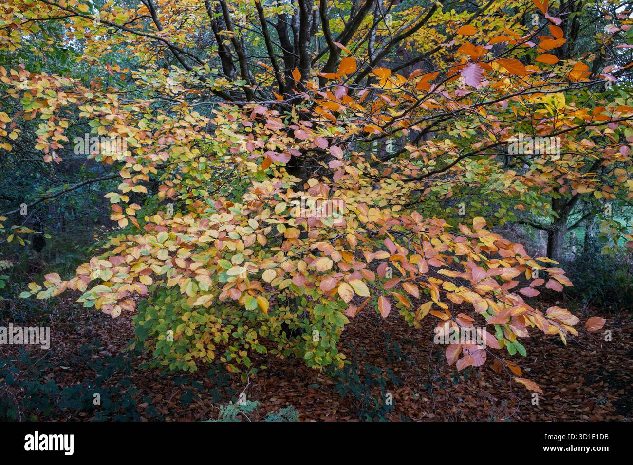 Couleurs d'automne d'un hêtre à Bradley Wood, Ashbourne, Derbyshire, Angleterre Banque D'Images