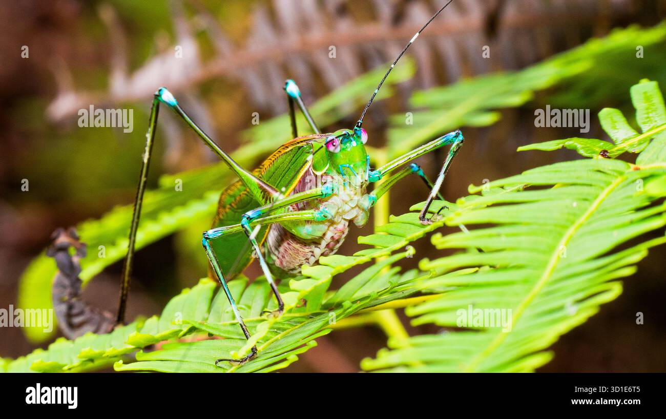 Grasshoper, Sekonyer River, Tanjung Puting National Park, Kalimantan, Bornéo, Indonésie Banque D'Images