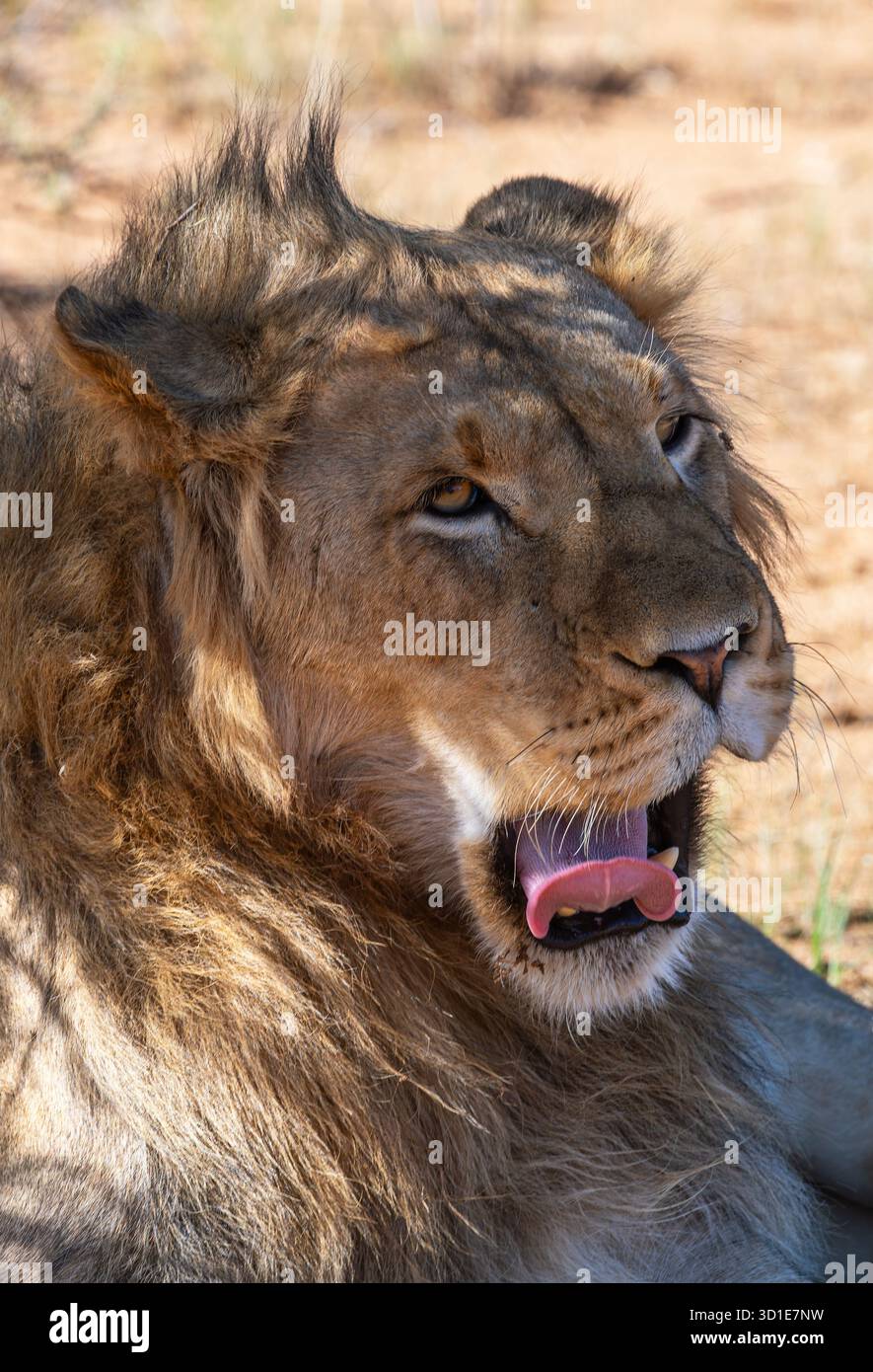 Portrait d'un jeune lion mâle, réserve de gibier de Moremi, Botswana Banque D'Images