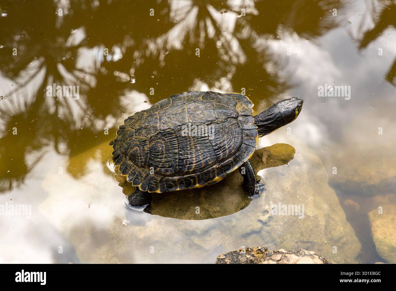 Tortue hispaniolane (Trachemys decorata) dans l'étang Banque D'Images